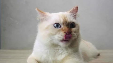 Adorable white cat sitting alone 1 Stock Footage 247827583
