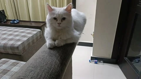 Adorable White Cat. White Pet Cat Lying On The Sofa,Close Up,Cute,Lazy. Stock Footage 198705010