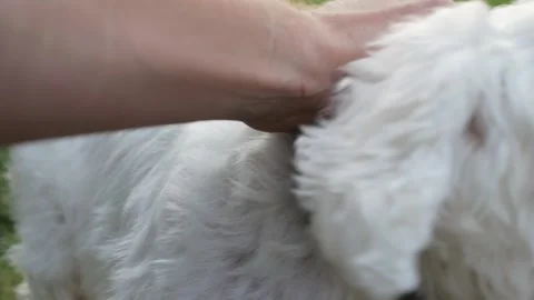 An Adorable White Dog Posing in a Natural Setting Surrounded by a Lush and Stock Footage 281021073