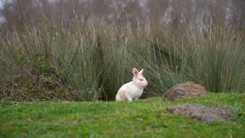 Adorable white domestic rabbit sitting on green grass in a natural park Stock Footage 319792353