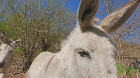 Adorable white donkeys looking into camera close up 库存影片 279894261