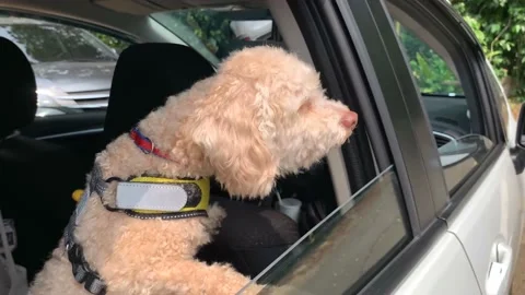 Adorable White Fluffy Mini Looking Out The Window Of A Silver Car Stock Footage 166731440