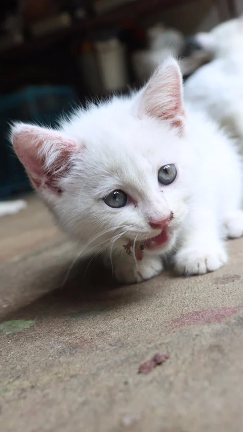 Adorable White Kitten Eating a Common House Gecko Stock Footage 277997305