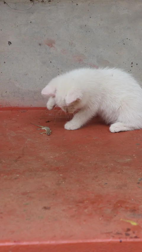 Adorable White Kitten Pawing at a Lizard Playfully Stock Footage 277985241