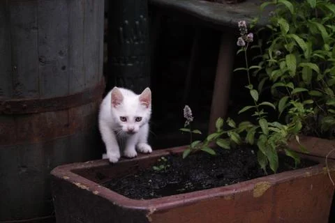 Adorable white kitten Stock Photos