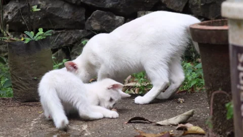 Adorable White Kitten Playing with a Stone Outdoors Stock Footage 278034645