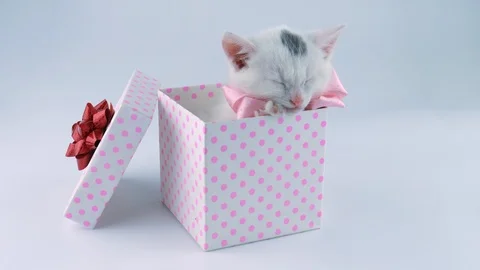 Adorable white kitty with pink bow sleeping in the gift box Stock Footage 91759254