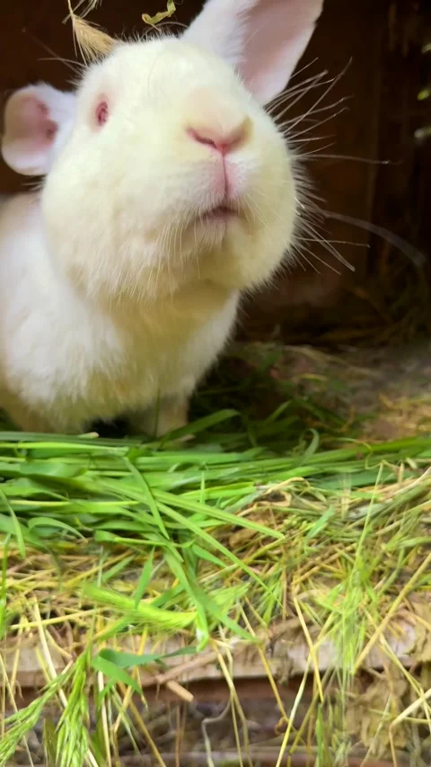 Adorable white old rabbit close up with pink nose on hay grass Stock Footage 311830945