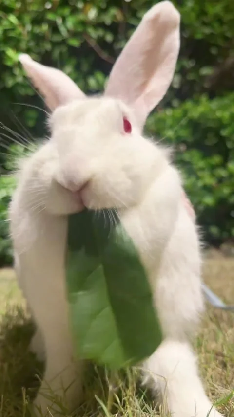 Adorable White Rabbit Eating a Green Leaf in the Garden Stock Footage 346776030