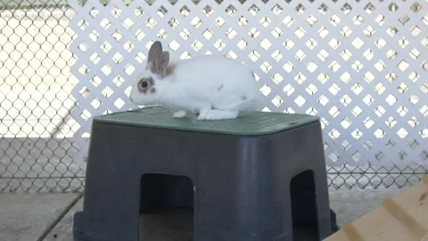 Adorable White Rabbit Sitting on a Box Stock Footage 219963257