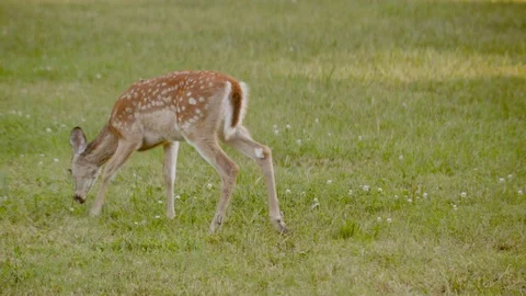 Adorable white tail deer fawn grazes open meadow Stock Footage
