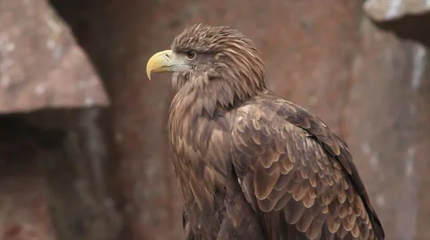Adorable white-tailed sea eagle or erne, Haliaeetus albicilla, looking around Stock Footage 46678566