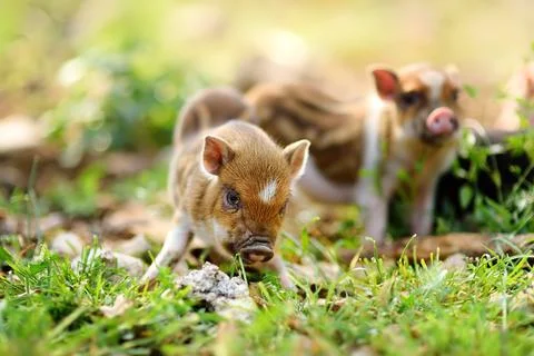 Adorable Wild Boar Piglets Exploring Green Grass in Natural Forest Habitat Stockfoto's