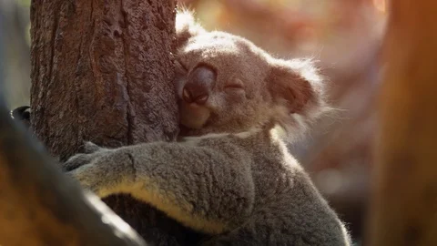 Koala Stock Video Footage | Royalty Free Koala Videos | Pond5