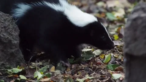 Adorable wild skunk Stock Footage 142690734