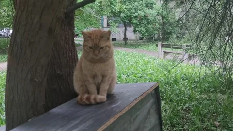 An adorable yellow cat under the tree 動画素材 240958086