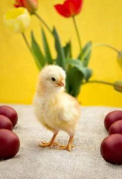 Adorable yellow Easter chicken Stock Photos