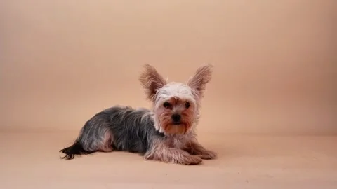 Adorable yorkshire terrier lying down in studio Stock-Footage 346305336