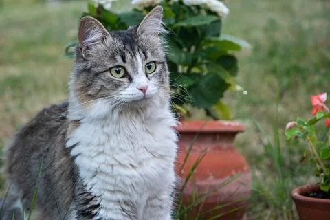 Adorable young cat Stock Photos