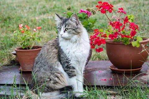 Adorable young cat Stock Photos
