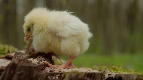An Adorable Young Chick is Happily Exploring Its Natural Habitat in the Backyard Stock Footage 306886865