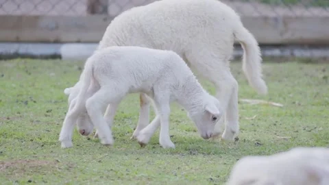 Adorable young lamb playing and grazing on green grass Stock Footage 323196273