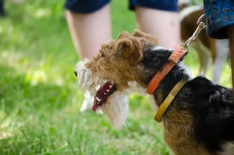 An adorable young parson fox terrier dog. Stock Photos