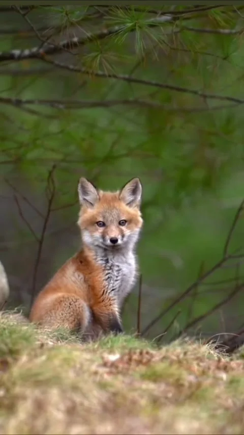Adorable young red fox kit sitting in a forest setting 스톡 동영상 336033365