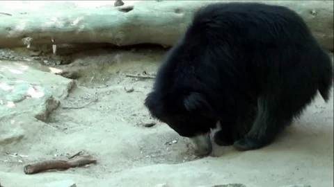 Adorable Young Sloth Bear Digging In Sand and Walking Around Vídeo Stock 76003413