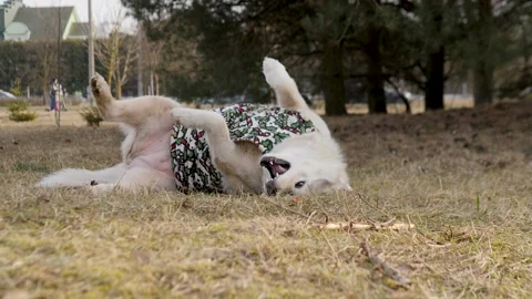 An Adorably Cute Dog Dressed in a Charming Floral Outfit is Relaxing Comfortably Stock Footage 305257448