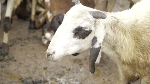 Adoring the Unique Black and White Goat Stock Footage 320924102