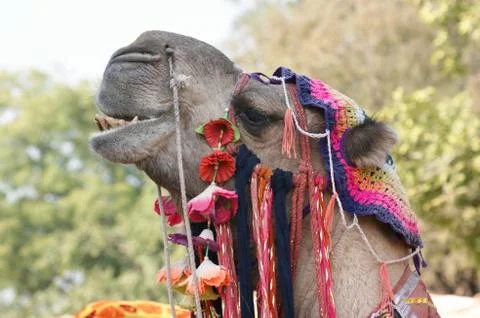 Adorned camel portrait Stock Photos