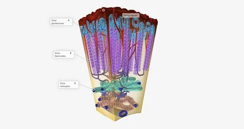 The Adrenal Cortex Hormone Release Stock Illustration