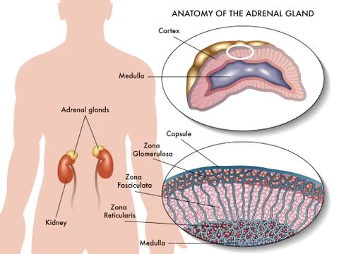 Adrenal gland Ilustración de archivo