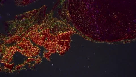 Adrenal gland in section filmed under microscope with 100 times magnification Stock Footage 244097053