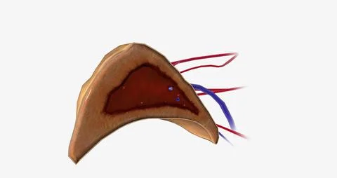 The adrenal glands, also called the suprarenal glands, are small, triangula.. Stock Illustration