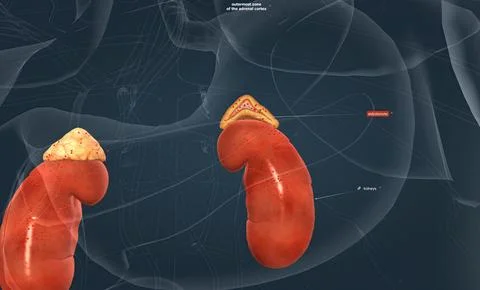 The adrenal medulla forms the inner part of the adrenal gland and secretes the Stock Illustration