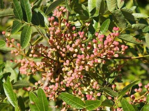 Adriatic botany 3 Stock Photos