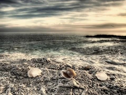 Adriatic chells Stock Photos