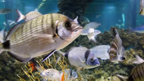 Adriatic fish Stock Footage 231074753