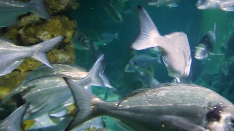 Adriatic fish Stock Footage 231075002