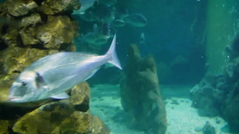 Adriatic fish Stock Footage 231075021