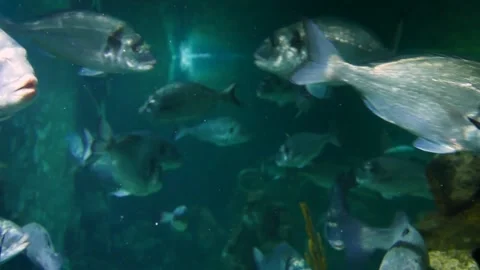 Adriatic fish Stock Footage 231075038