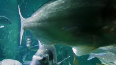 Adriatic fish Stock Footage 231075047