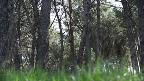 Adriatic forest with high grass in slow motion Vídeo Stock 84799079