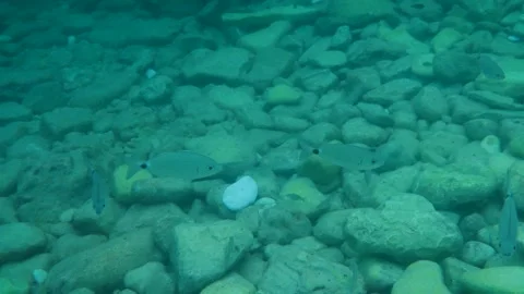 Adriatic Sea Stock Footage 245582351