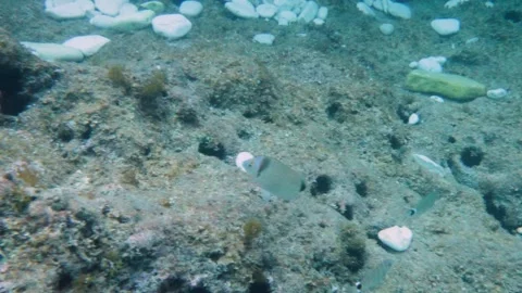 Adriatic Sea Stock Footage 245582361