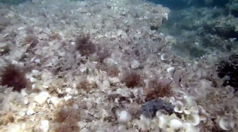 Adriatic snorkeling Stock Footage 40885727