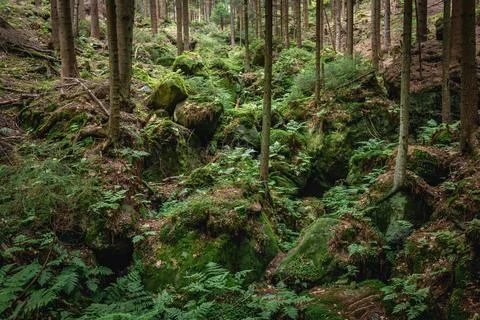 Adrspach Teplice Rocks 스톡 사진