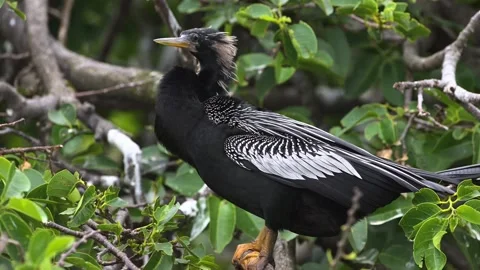Adult anhinga perching on tree branch in lush florida wetlands environment Stock Footage 340860961